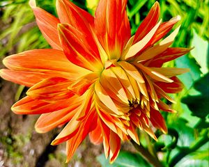 Preview wallpaper dahlia, flower, petals, macro, orange