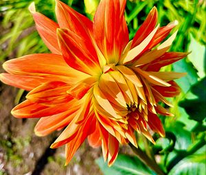 Preview wallpaper dahlia, flower, petals, macro, orange