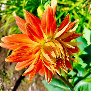 Preview wallpaper dahlia, flower, petals, macro, orange