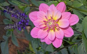 Preview wallpaper dahlia, flower, petals, pink, leaves