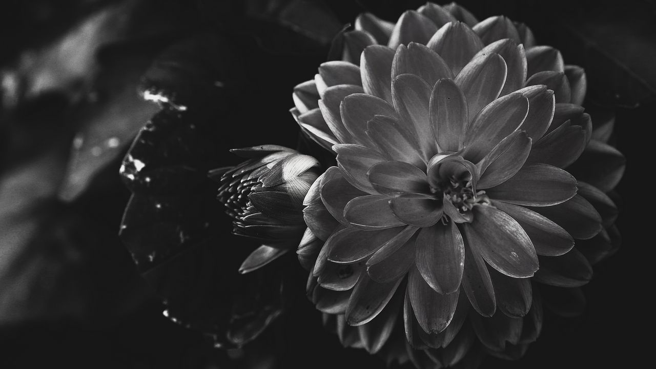 Wallpaper dahlia, flower, petals, bw