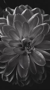 Preview wallpaper dahlia, flower, petals, bw