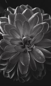 Preview wallpaper dahlia, flower, petals, bw
