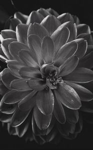 Preview wallpaper dahlia, flower, petals, bw