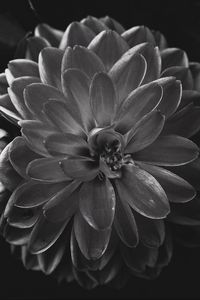 Preview wallpaper dahlia, flower, petals, bw