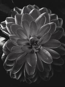 Preview wallpaper dahlia, flower, petals, bw