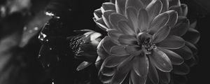 Preview wallpaper dahlia, flower, petals, bw