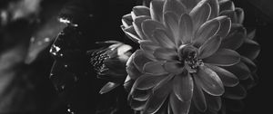 Preview wallpaper dahlia, flower, petals, bw