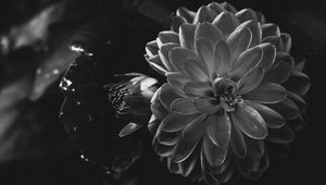Preview wallpaper dahlia, flower, petals, bw