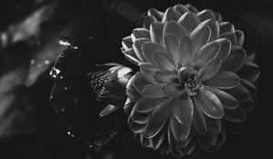 Preview wallpaper dahlia, flower, petals, bw