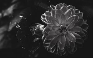 Preview wallpaper dahlia, flower, petals, bw
