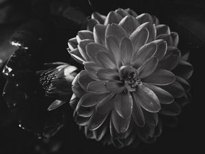 Preview wallpaper dahlia, flower, petals, bw