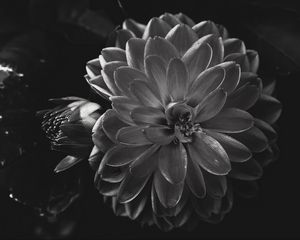 Preview wallpaper dahlia, flower, petals, bw
