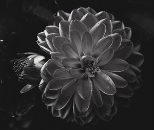 Preview wallpaper dahlia, flower, petals, bw