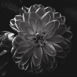 Preview wallpaper dahlia, flower, petals, bw