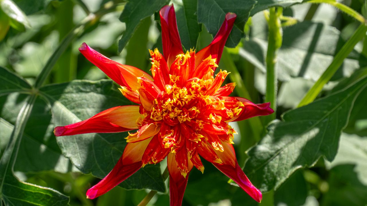 Wallpaper dahlia, flower, petals, plant, leaves, nature, macro