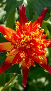 Preview wallpaper dahlia, flower, petals, plant, leaves, nature, macro