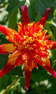 Preview wallpaper dahlia, flower, petals, plant, leaves, nature, macro
