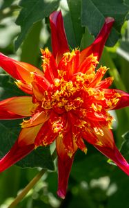 Preview wallpaper dahlia, flower, petals, plant, leaves, nature, macro
