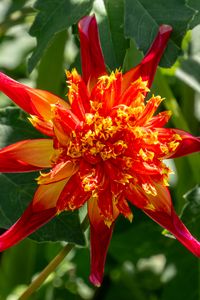 Preview wallpaper dahlia, flower, petals, plant, leaves, nature, macro