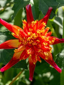 Preview wallpaper dahlia, flower, petals, plant, leaves, nature, macro
