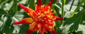 Preview wallpaper dahlia, flower, petals, plant, leaves, nature, macro