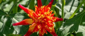 Preview wallpaper dahlia, flower, petals, plant, leaves, nature, macro
