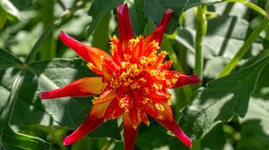 Preview wallpaper dahlia, flower, petals, plant, leaves, nature, macro