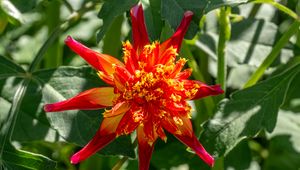 Preview wallpaper dahlia, flower, petals, plant, leaves, nature, macro