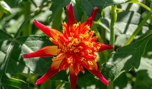 Preview wallpaper dahlia, flower, petals, plant, leaves, nature, macro