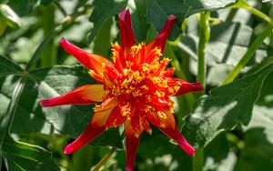 Preview wallpaper dahlia, flower, petals, plant, leaves, nature, macro