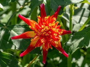 Preview wallpaper dahlia, flower, petals, plant, leaves, nature, macro