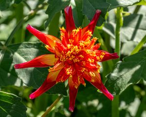 Preview wallpaper dahlia, flower, petals, plant, leaves, nature, macro