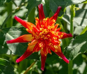 Preview wallpaper dahlia, flower, petals, plant, leaves, nature, macro