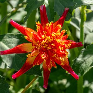 Preview wallpaper dahlia, flower, petals, plant, leaves, nature, macro