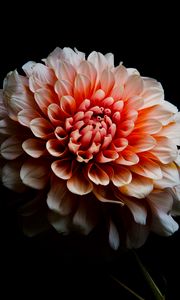 Preview wallpaper dahlia, flower, petals, macro