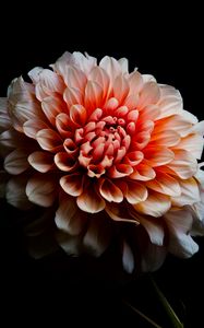 Preview wallpaper dahlia, flower, petals, macro