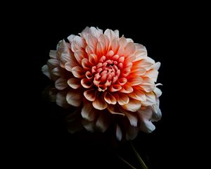Preview wallpaper dahlia, flower, petals, macro