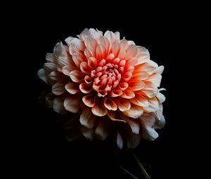 Preview wallpaper dahlia, flower, petals, macro