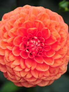 Preview wallpaper dahlia, flower, petals, pink, macro