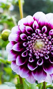 Preview wallpaper dahlia, flower, petals, purple, macro