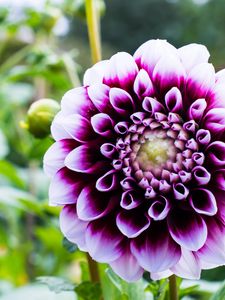 Preview wallpaper dahlia, flower, petals, purple, macro