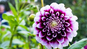 Preview wallpaper dahlia, flower, petals, purple, macro