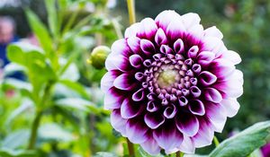 Preview wallpaper dahlia, flower, petals, purple, macro