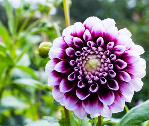 Preview wallpaper dahlia, flower, petals, purple, macro