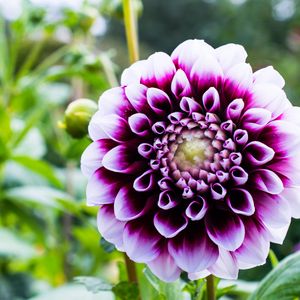 Preview wallpaper dahlia, flower, petals, purple, macro