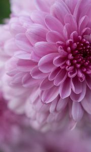Preview wallpaper dahlia, flower, petals, drops, pink