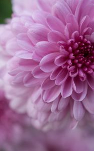 Preview wallpaper dahlia, flower, petals, drops, pink