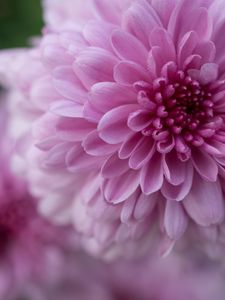 Preview wallpaper dahlia, flower, petals, drops, pink