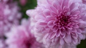 Preview wallpaper dahlia, flower, petals, drops, pink